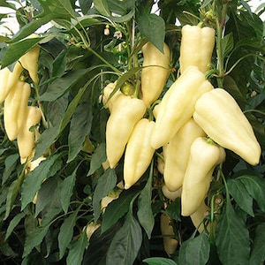 Cimelio ungherese!!! Peperone dolce Cecei Fehér, 5 semi Ca 068