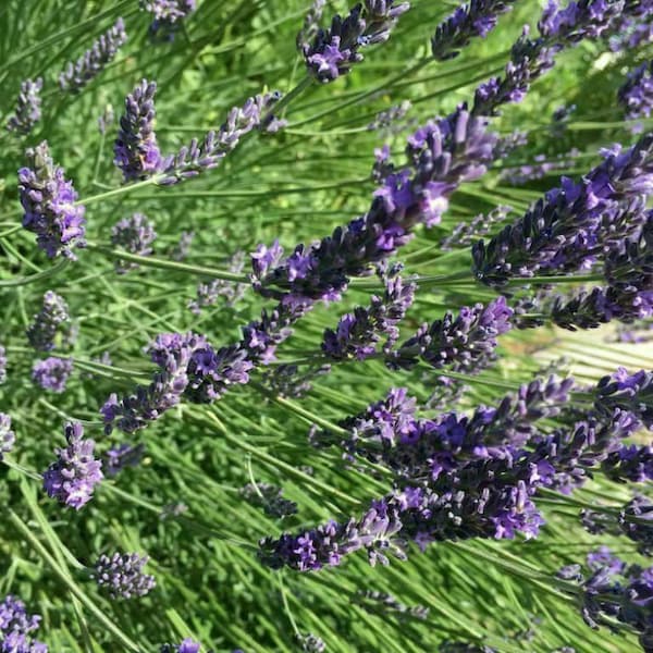 Portuguese Broadleaved Lavender – Lavandula latifolia - 10+ seeds (F 137)