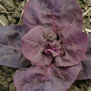 Opera Orach - Atriplex hortensis - 25+ frön - L 181
