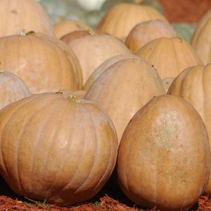 May include: A group of large, smooth, tan pumpkins. The pumpkins are arranged in a pile, with some overlapping.