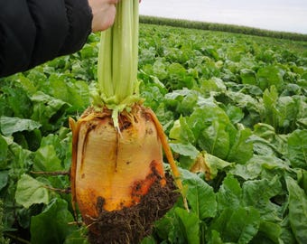 Brigadier mangelbeet - beet - fodderbeet - 50 seeds - R 185