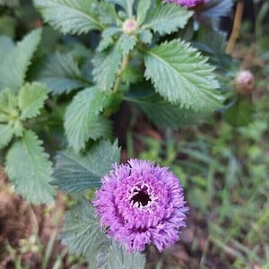 Ananas-Sangria Pflanze - Brasilianische Knopfblume - 5+ Samen - Samen - Z 142