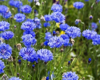 Dwarf Blue Cornflower - 50+ seeds - Ed 052