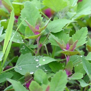Può includere: Primo piano di piante verdi a foglia con goccioline d'acqua sulle foglie. Le piante hanno steli e foglie di colore rosso-violaceo.
