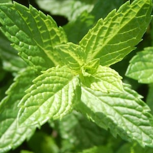Moroccan mint - Mentha - 10+ seeds - F 216