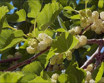 White Mulberry - Morus alba - 125+ seeds - Graines - Samen - G 045