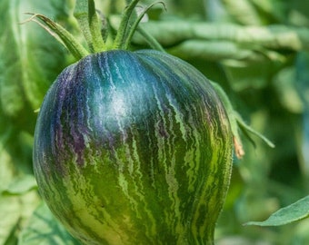 Rebel Starfighter Tomato - 5+ Seeds - (P 388)