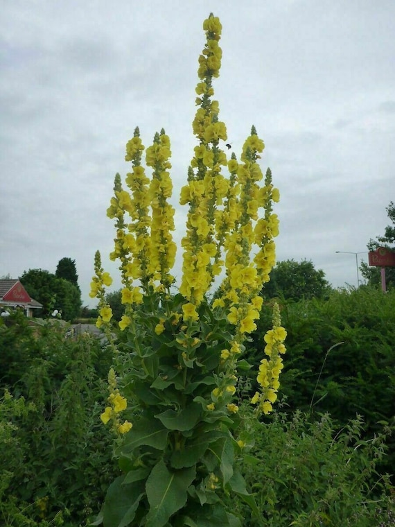 Denseflower Mullein - Verbascum densiflorum - 125+ seeds E 182