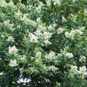 Liguster - Ligustrum ovalifolium - 25+ Samen W 166