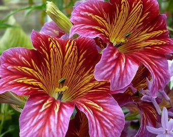 Graines De Canna Indica 'Achira' – 5+ Graines De Madère Par Valeyrac Exotics