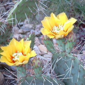 Desert Prickly Pear - Extreme Hardy Cactus - 10 seeds G 002