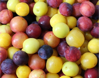 Plum cherry, Prunus cerasifera, mixed colors 10+ seeds (G 005)