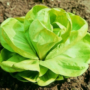 May include: A fresh, bright green head of lettuce, with tightly packed leaves. The lettuce is growing in dark soil. The leaves have a slightly ruffled texture, showing the plant's natural form.