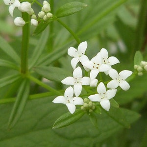 Sumpflabkraut - Galium Palustre - 500+ Samen - E 262