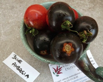 Blue Ambrosia Tomato - 10+ seeds - P 019