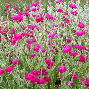 Rose campion Dark Pink - Dusty Miller - Lychnis coronaria - Silene coronaria - 20 seeds - Z 211