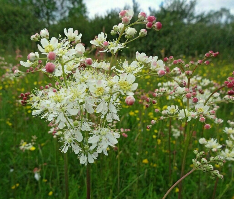 Fern-leaf Dropwort Filipendula vulgaris 2000 seeds E 176 image 1