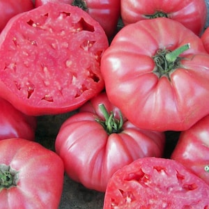 Op de afbeelding: Een verzameling felroze vleestomaten, waaronder verschillende hele vruchten met groene steeltjes en twee gehalveerde tomaten die een dicht, vlezig binnenste laten zien met zichtbare zaden en gesegmenteerde kamers in de vrucht.