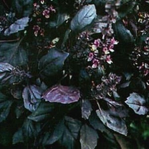 Op de afbeelding: Close-up van een donkerpaarse basilicumplant met grote, getextureerde bladeren en kleine clusters van paarse bloemen. De bladeren hebben een diepe, bijna zwarte tint, met hints van blauw en groen. De afbeelding is goed belicht.