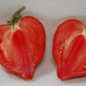 Teton de Venus Tomato - 5+ sementes - Sementes de vegetais Heirloom! P 295