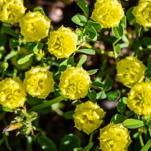 Op de afbeelding: Close-up van heldergele bloemen met een bolvorm, omringd door groene bladeren. De bloemen zijn dicht bij elkaar geclusterd, wat een levendige en getextureerde weergave creëert. De afbeelding legt de natuurlijke schoonheid van de plant vast.