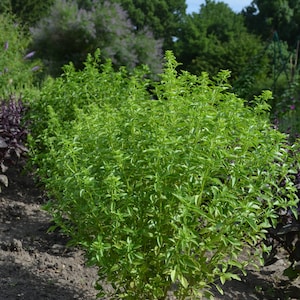 Basil 'Velvet', (Russian: 'Barhat'), Ocimum basilicum, 20 seeds F 125