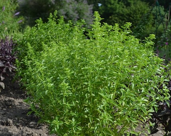 Basil 'Velvet', (Russian: 'Barhat'), Ocimum basilicum, 20 seeds (F 125)