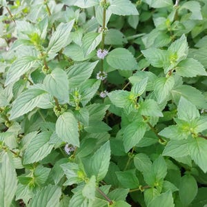 Ginger mint - Vietnamese mint - 10+ seeds - F 234
