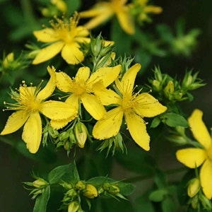 Johanniskraut - Hypericum perforatum - 250+ Samen - E 078