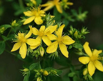 Johanniskraut - Hypericum perforatum - 500+ Samen - E 078