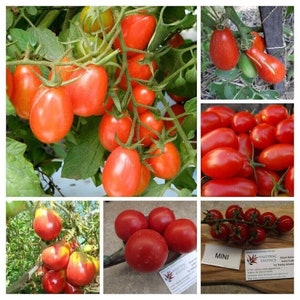 May include: A collage of six images showcasing different varieties of red tomatoes. The images feature close-ups of the tomatoes on the vine, highlighting their shape, size, and color. The text "MINI" is visible in one of the images.