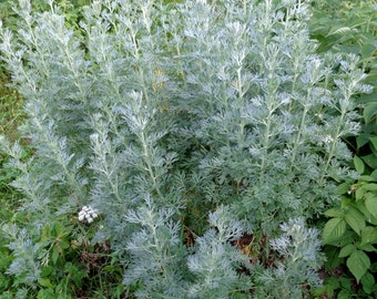Wormwood, Artemisia absinthium 50 seeds (F 002)