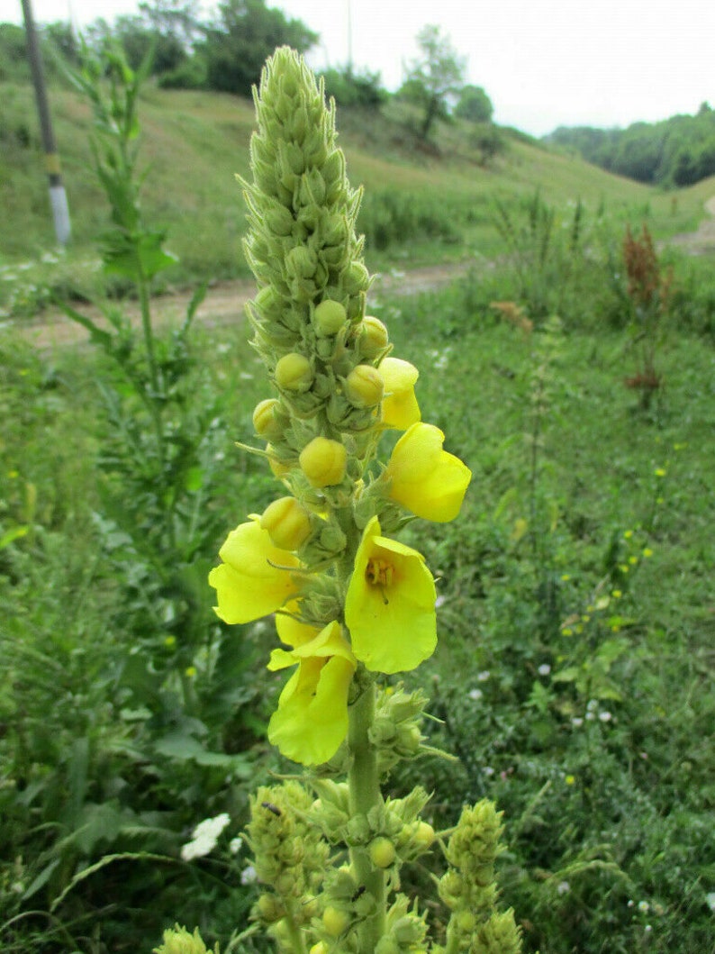 Orange Mullein Wooly Mullein Verbascum phlomoides 200 seeds E 241 image 1