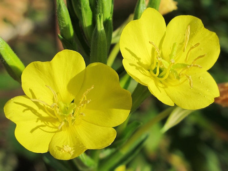 Common Evening Primrose  Oenothera biennis  25 seeds R image 1