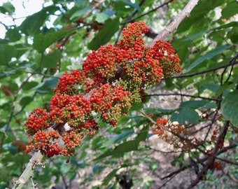 Flameberry - Urera caracasana - 10+ seeds - E 293
