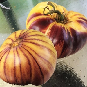 Tomate Sart Rolois de Belgique - Tomate - + de 5 graines - Samen - P 471