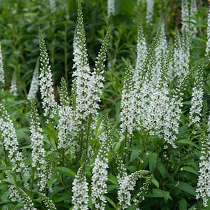 Willow-leaved loosestrife - Lysimachia ephemerum - 10 seeds - Z 165
