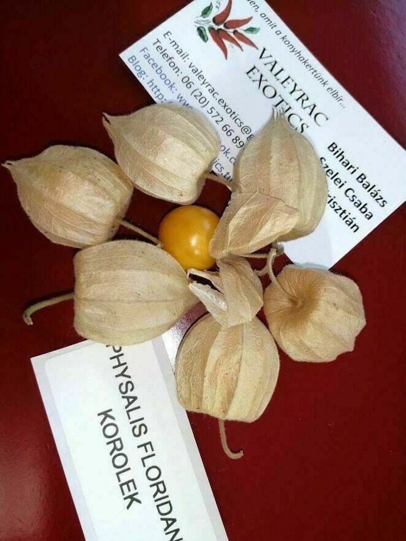 Korolek Wiśnia mielona Physalis floridana 20 nasion So 047 zdjęcie 1