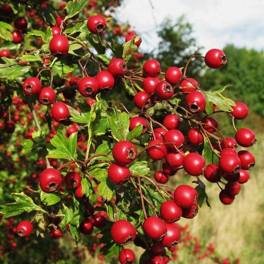 Боярышник обыкновенный crataegus laevigata. Боярышник кроваво-красный дерево. Боярышник сибирский crataegus sanguinea. Боярышник рубра плена. Боярышник чёрный.