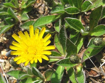 Jastrząb zwyczajny, Hieracium pilosella – 20 nasion – E 362