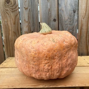 Könnte beinhalten: Ein großer, orangefarbener Kürbis mit einer unebenen, strukturierten Oberfläche. Der Kürbis hat einen kleinen, grünen Stiel oben.