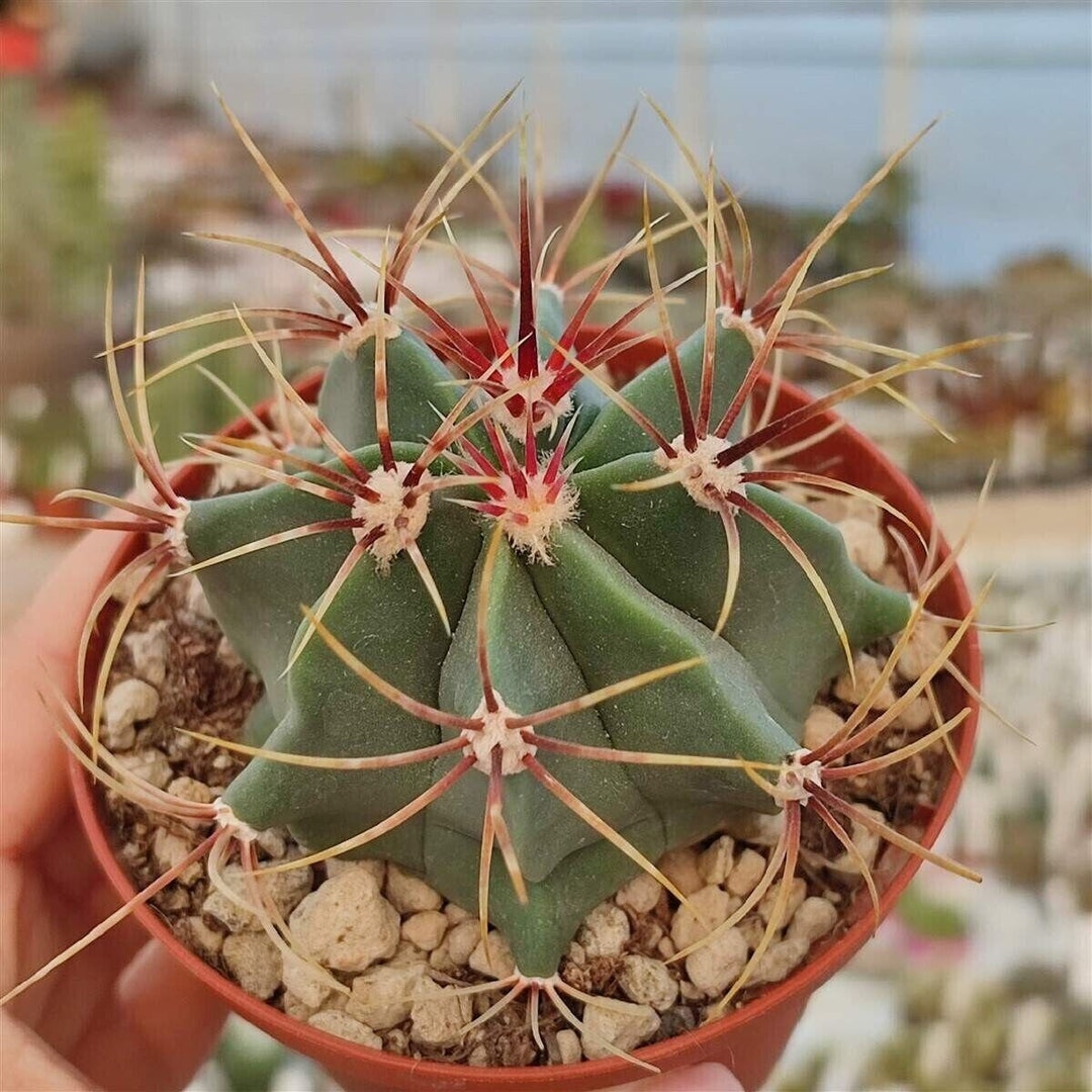 Cactus✩ Candy Cactus - Ferocactus Hystrix - Zuckerkaktus - 5+ Seeds