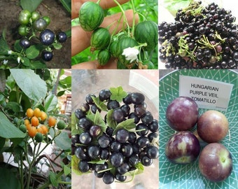 Fast Fruiting - Packet - 6 Species - 85+ seeds - Tomatillo, Tamarillo, V 157