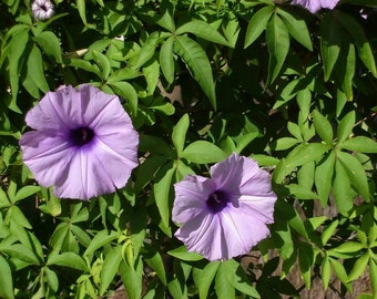 Gloria de la mañana del Cairo - Ipomoea cairica - 5+ semillas - Z 075