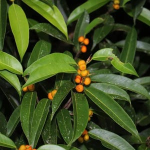 May include: A detailed shot of a plant featuring glossy, green leaves and clusters of small, orange berries. The leaves are elongated and smooth. The berries are round and grouped together, providing a contrast of colour against the green foliage.