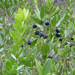 Op de afbeelding: Close-up van een mirteplant met glanzende groene bladeren en kleine, donkerblauwe bessen. De bessen contrasteren met het heldergroene blad. De foto toont de natuurlijke schoonheid van de plant.