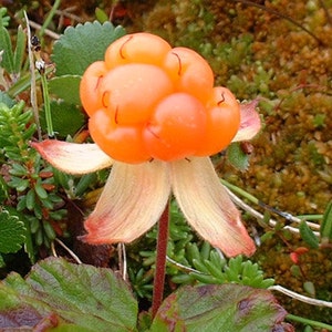 Cloudberry 10 seeds (G 004)