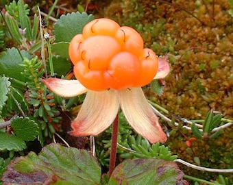 Cloudberry 10 seeds (G 004)