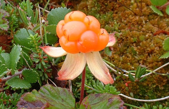 クラウドベリーに乗っかりたい Cloudberry 5 seeds G 004 - Etsy 日本