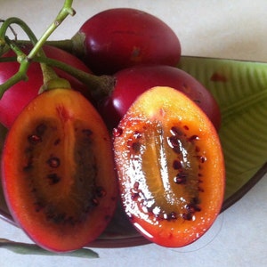 Tamarillo - Tomato tree - 5 seeds So 028